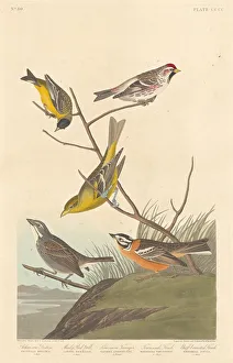 Robert Havell Prints: Arkansaw Siskin, Mealy Red-poll, Louisiana Tanager, Townsends Finch and... 1837