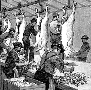 Armour Companys pig slaughterhouse, Chicago, Illinois, USA, 1892