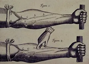 Discovering Prints: Two arms, and a finger pointing towards a vein, 1628. Creator: Unknown