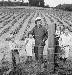 Strawberry Gallery: The Arnold children and mother on their newly fenced... Michigan Hill, Thurston County, 1939