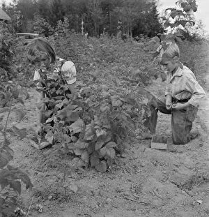 Arnold children picking raspberries in the new berry patch, Michigan Hill, Western Washington, 1939