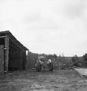 Arnold yard, Michigan Hill, Thurston County, Western Washington, 1939. Creator: Dorothea Lange