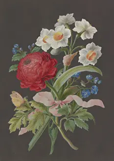 Black Background Prints: Arrangement of red ranunculus (Ranunculus)