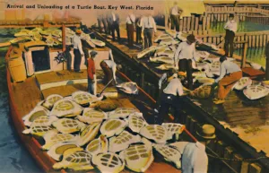 Florida Keys Prints: Arrival and Unloading of a Turtle Boat, Key West, Florida, c1940s