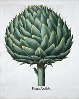 Botany Collection: Artichoke, 1613