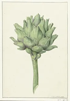 Jean Bernard Prints: Artichoke, 1797. Creator: Jean Bernard