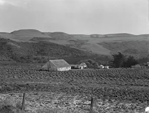 Artichoke ranch, near Half Moon Bay, California, November 14, 1938. Creator: Dorothea Lange