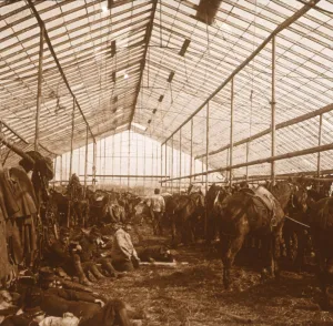 Stables Prints: Artillery horses, c1914-c1918