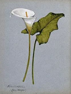 Evergreen Prints: Arum lily (Zantedeschia aethiopica): inflorescence and leaf. Creator: Unknown