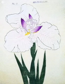 Purple Prints: Asa-No-Kasumi, No 43