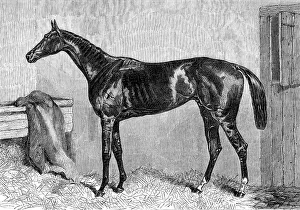 Ascot Races: Scottish Chief, winner of the Ascot Cup, 1864. Creator: Unknown