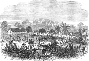 Africans Prints: The Ashantee War: the battle-field of Abrakrampa - from a sketch by our special artist