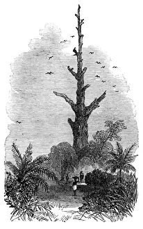 Gold Coast Prints: The Ashantee War: tree on the road to Inquabim - from a sketch by our special artist