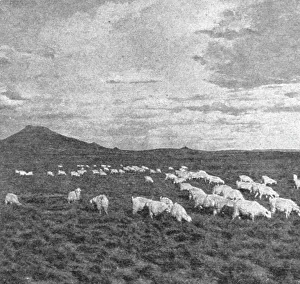 Plateau Prints: Un aspect du Haut Veld; Afrique Australe, 1914. Creator: Unknown