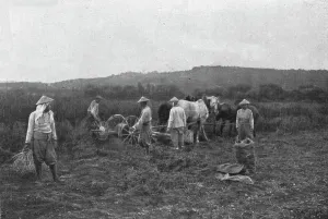 Aspects imprevus de la campage Francaise: les indo-chinois aux champs, 1916. Creator: Unknown