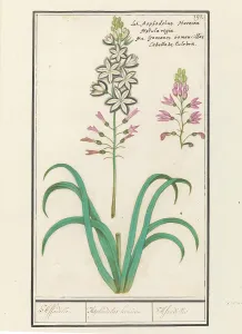 Asphodel Prints: Asphodel (Asphodelus), 1596-1610. Creators: Anselmus de Boodt, Elias Verhulst