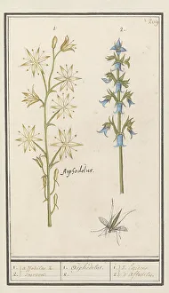 Campanula Prints: Asphodel (Asphodelus) and Rough bellflower (Campanula trachelium)