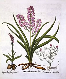 Medicinal Gallery: Asphodel, Burnt Orchid and Fumaria Spicata, from Hortus Eystettensis, by Basil Besler