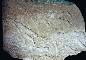Assyrian relief of swimmers