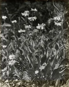 Aster Prints: Aster (aster), between 1915 and 1935. Creator: Frances Benjamin Johnston