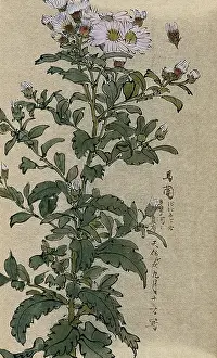 Stem Prints: An aster (Aster species): flowering stem. Creator: Unknown