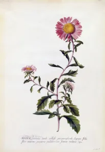Aster, c. 1743 (hand coloured engraving)