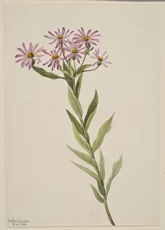 Herb Gallery: Aster Engelmann, 1904. Creator: Mary Vaux Walcott