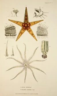 Illusration Prints: Asterias aurantiaca and Comatula carinata, pub. 1833 (Hand coloured engraving). Creator