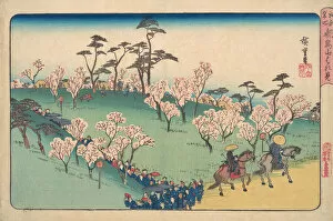 Cherry Trees Collection: Asukayama Hanami. Creator: Ando Hiroshige