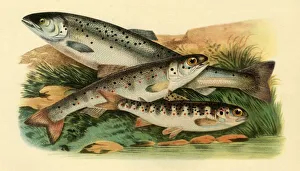 Fishes Prints: Atlantic salmon - Grilse, Smolt and Parr, 1887, (1946). Creator: Unknown