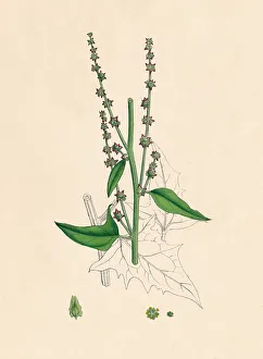 Atriplex Smithii. Smiths Orache, 19th Century