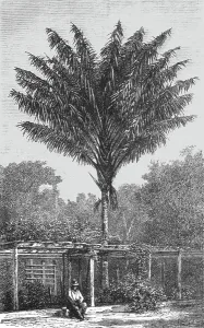 Pergola Prints: Attalea Palm-tree on the Madeira; Indian-Rubber Groves of the Amazons
