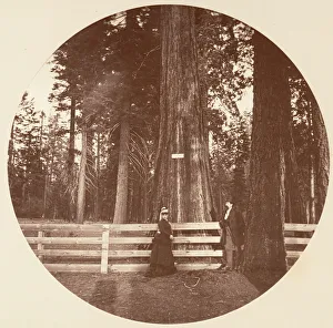 Auld Reckie. C. Grove, ca. 1878. Creator: Carleton Emmons Watkins