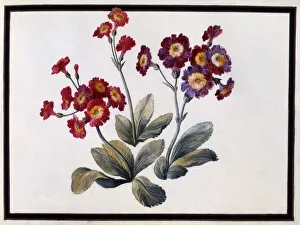 Auricula, c. 1690 (gouache on paper)
