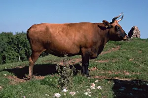 Auroch, a primitive breed of cattle re-introduced today by selective breeding Auroch, a primitive breed of cattle re-introduced today by selective breeding