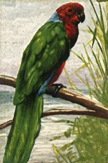 Parrakeet Prints: Austral parakeet, c1928. Creator: Unknown
