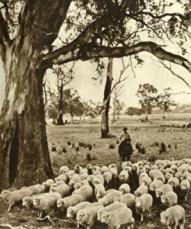 Australia - A drover with some of his charges on a sheep station in the State of Victoria, c1948