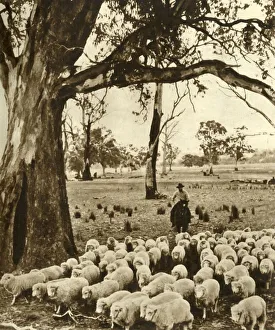 Australia Prints: Australia - A drover with some of his charges on a sheep station in the State of Victoria