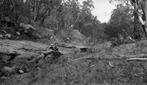 Lestrange Robert Augustus Henry Prints: Australian bush scene, c1900s. Creator: Robert Augustus Henry L'Estrange