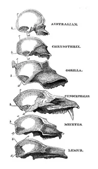 Darwin Prints: Australian, Chrysothrix, Gorilla, Cynocephalus, Mycetes, Lemur, 1863. Creator: Unknown