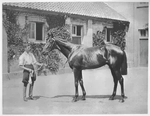Stable Yard Prints: Australian Star, 1911