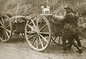 Anzac Collection: Australian troops returning from the trenches with their mascot, World War I, France, 1916