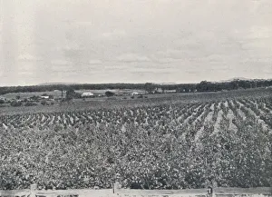 H Clive Prints: An Australian Vineyard, 1923. Creator: Unknown