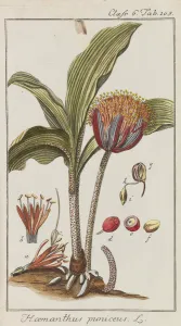 Auswahl schoner und seltener Gewachse, 1795-1798