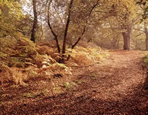 Buckinghamshire Prints: Autumn at Burnham Beeches, Buckinghamshire, c1955. Creator: Arthur Charles Kirby Ware