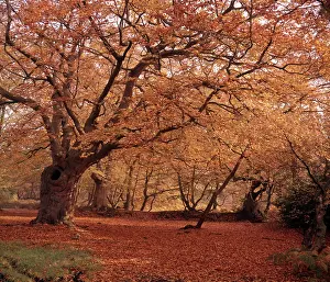 Buckinghamshire Prints: Autumn at Burnham Beeches, Buckinghamshire, c1955. Creator: Arthur Charles Kirby Ware