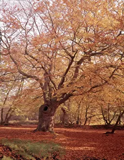 Buckinghamshire Prints: Autumn at Burnham Beeches, Buckinghamshire, c1955. Creator: Arthur Charles Kirby Ware