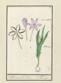 Crocuses Prints: Autumn crocus (Colchicum autumnale)