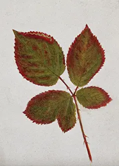 Changing Prints: Autumn leaves of bramble (Rubus species), c19th century. Creator: Unknown
