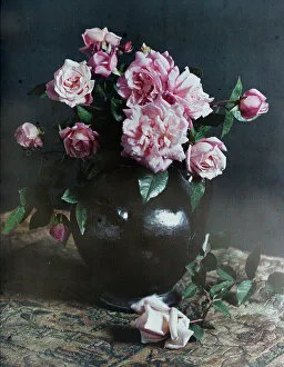 Autumn roses, 1915. Creator: Robert Walrond